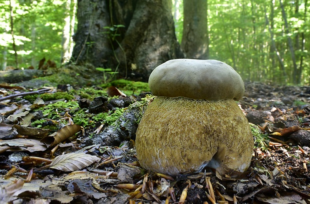 hríb dubový Boletus reticulatus Schaeff.