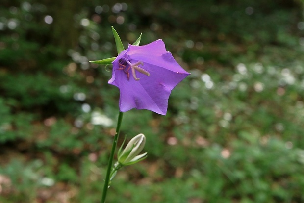 zvonček broskyňolistý Campanula persicifolia L.