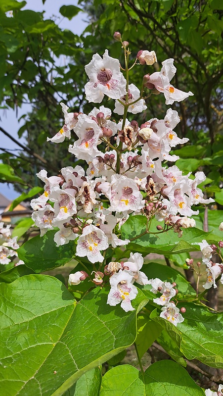 katalpa Catalpa bignonioides × ovata