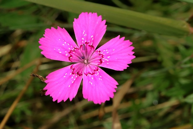 klinček slzičkový Dianthus deltoides L.