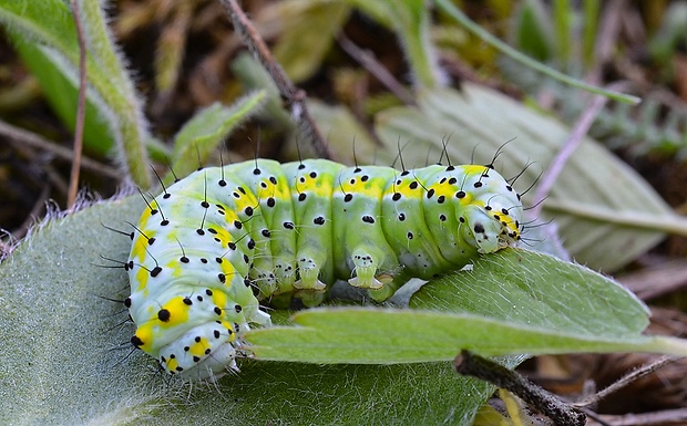 mramorovka modrohlavá, húsenica Diloba coeruleocephala  Linnaeus, 1758