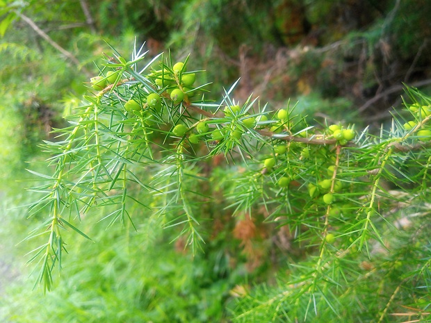 borievka obyčajná Juniperus communis L.