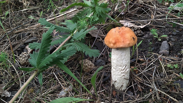 kozák osikový Leccinum albostipitatum den Bakker & Noordel.