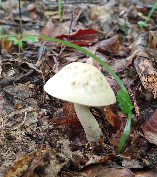 kozák Leccinum sp.