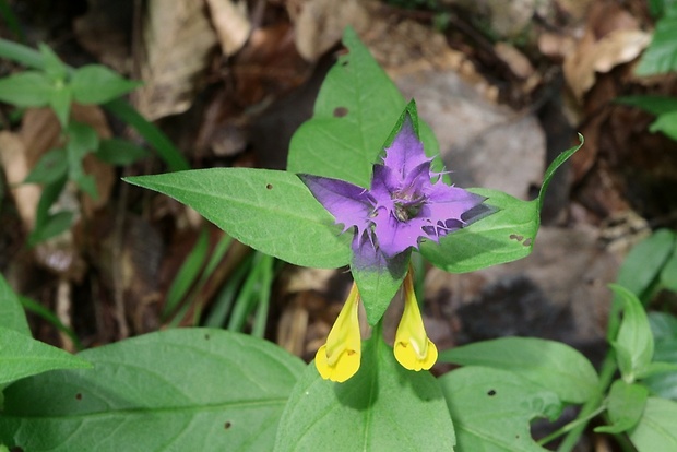 čermeľ hájny Melampyrum nemorosum L.