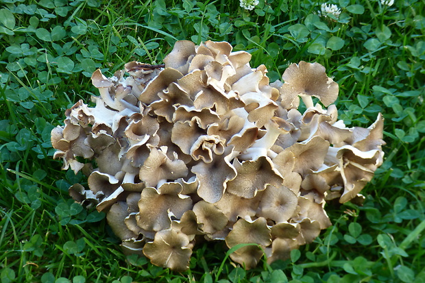 trúdnik klobúčkatý Polyporus umbellatus (Pers.) Fr.