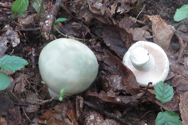 plávka zelenkastá Russula virescens (Schaeff.) Fr.