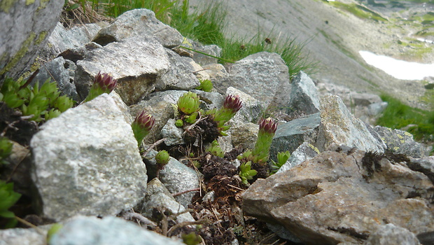 skalnica wettsteinova Sempervivum wettsteinii Letz, ined.