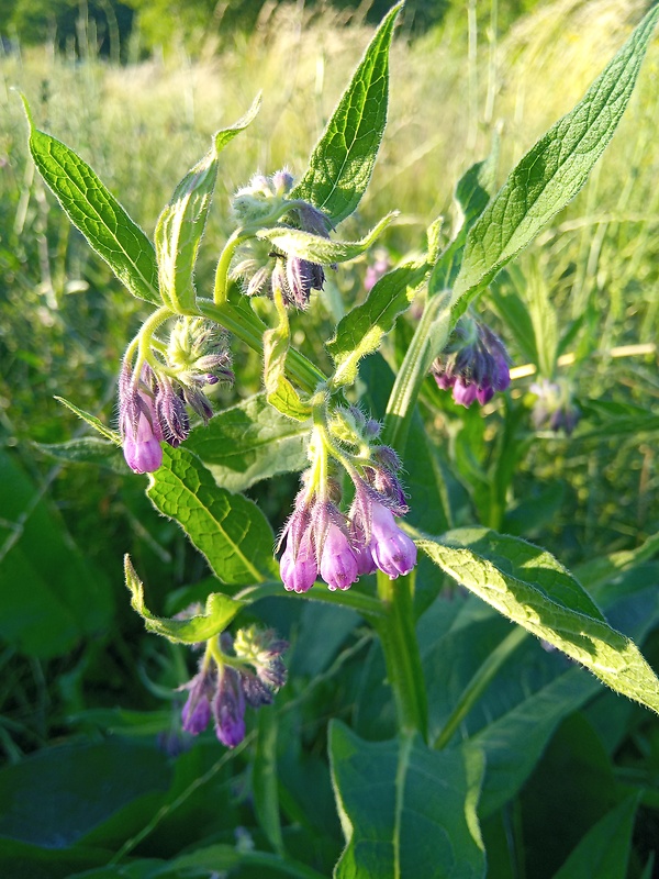 kostihoj lekársky Symphytum officinale L.