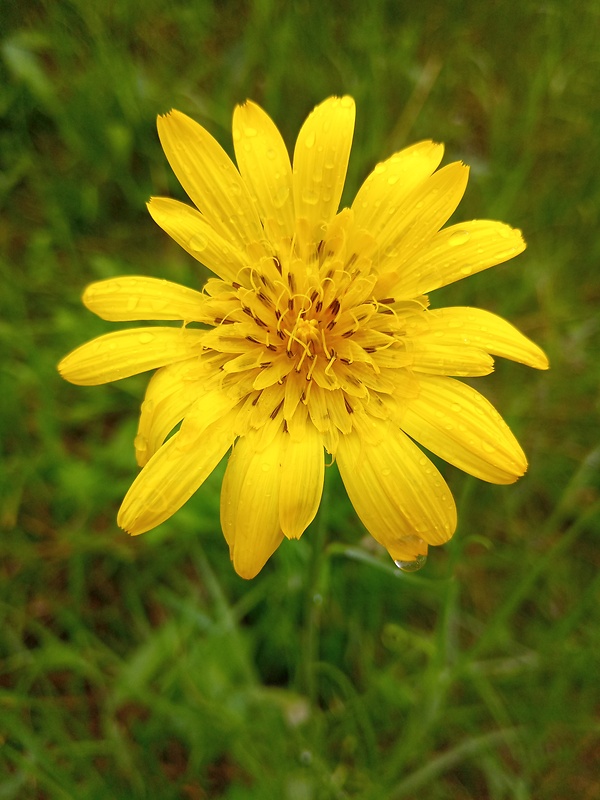 kozobrada lúčna Tragopogon pratensis L.