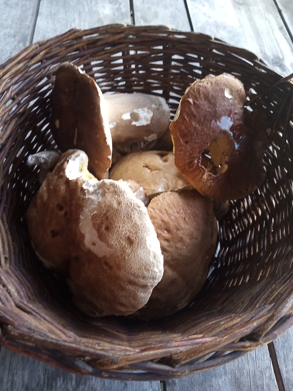 hríb dubový Boletus reticulatus Schaeff.