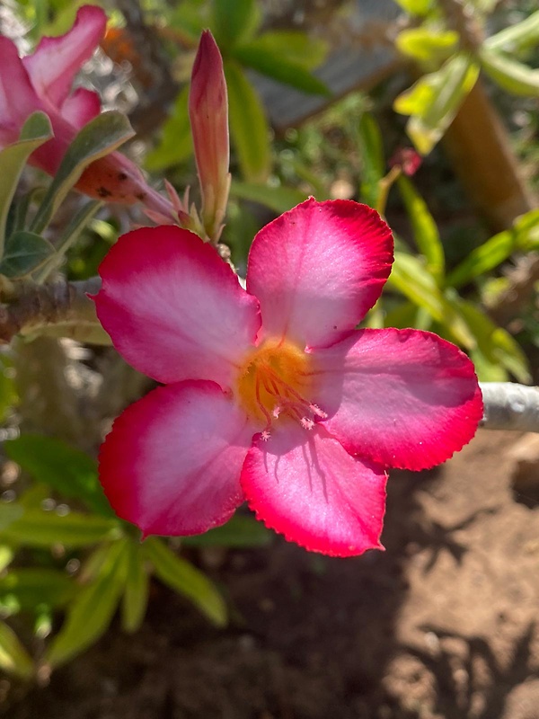 adénium hrubé Adenium obesum