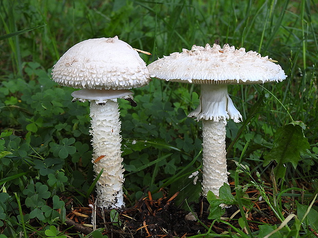 muchotrávka Vittadiniho Amanita vittadinii (Moretti) Vittad.