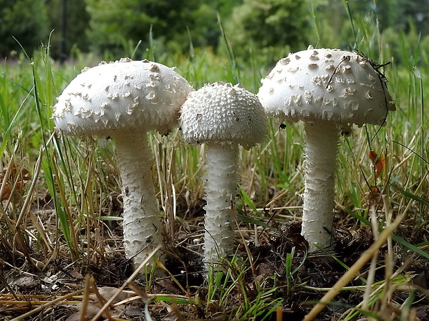 muchotrávka Vittadiniho Amanita vittadinii (Moretti) Vittad.