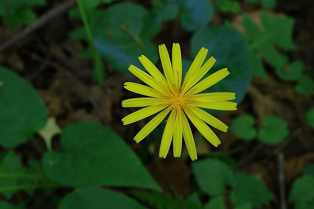 razivka smradľavá Aposeris foetida (L.) Less.