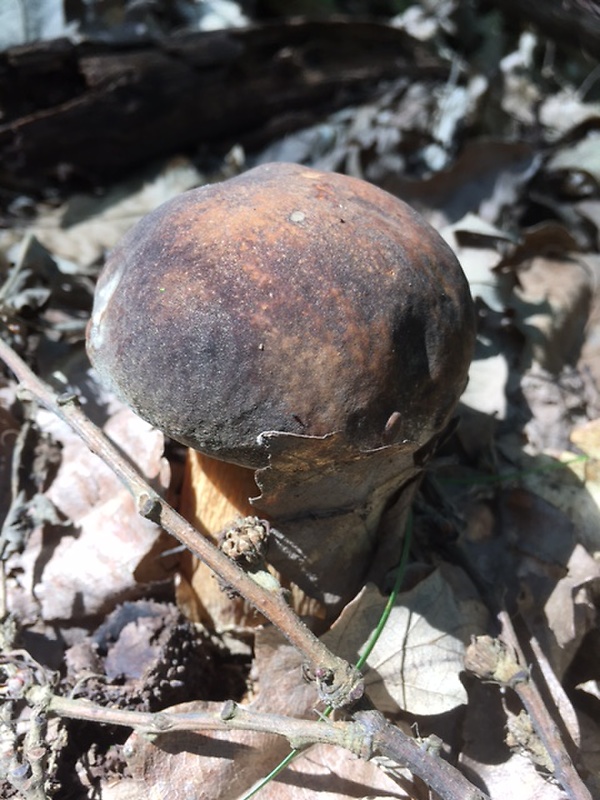 hríb bronzový Boletus aereus Bull. ex Fr.