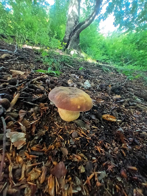 hríb sosnový Boletus pinophilus Pil. et Dermek in Pil.