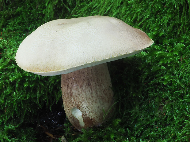 hríb dubový Boletus reticulatus Schaeff.