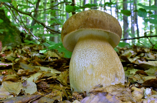 hríb dubový Boletus reticulatus Schaeff.