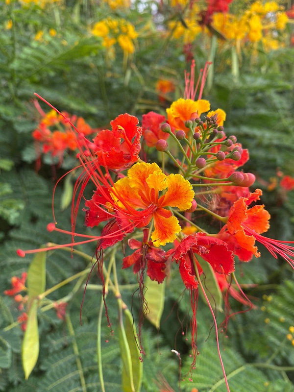 cezalpínia nádherná Caesalpinia pulcherrima L.