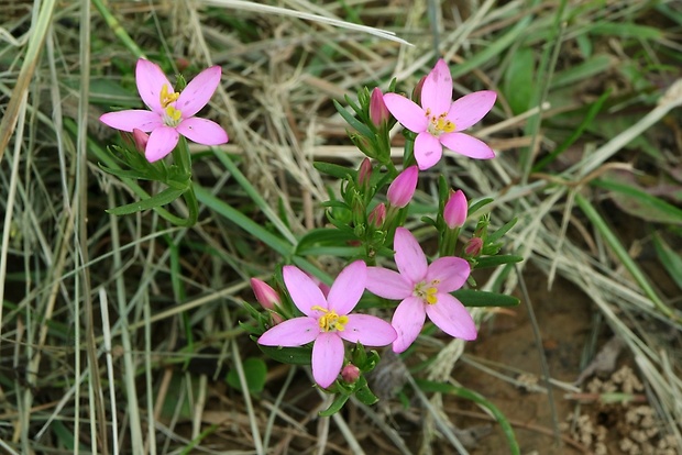 zemežlč menšia Centaurium erythraea Rafn