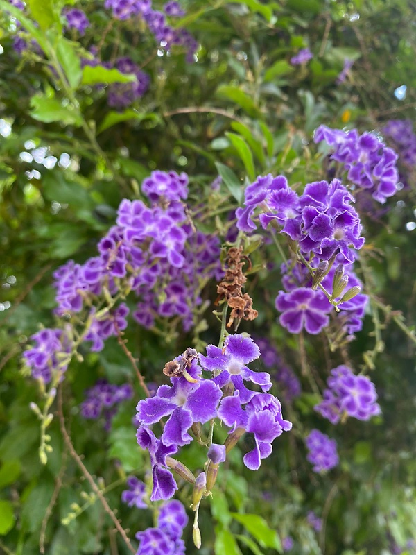 duranta vzpriamená Duranta erecta L.