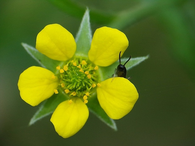 kuklík mestský Geum urbanum L.