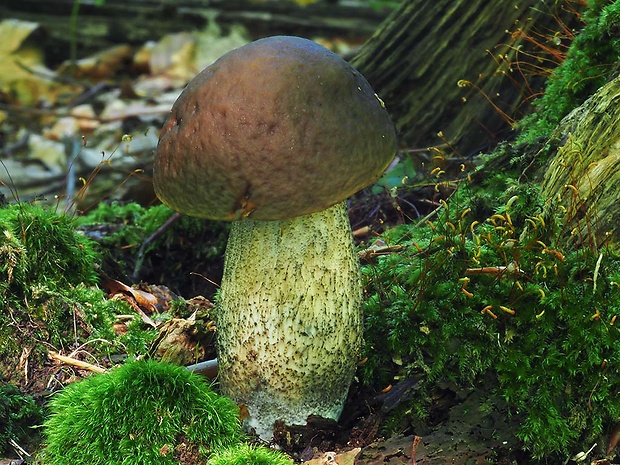 kozák hrabový Leccinum pseudoscabrum (Kallenb.) Šutara