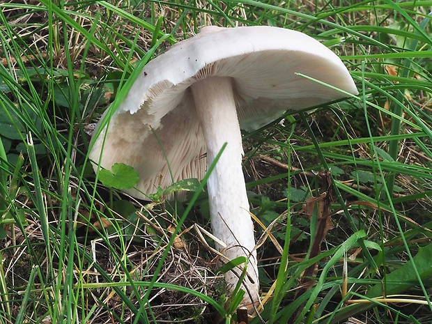 bedlica ružovolupeňová Leucoagaricus leucothites (Vittad.) Wasser