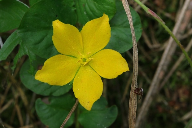 čerkáč peniažtekový Lysimachia nummularia L.