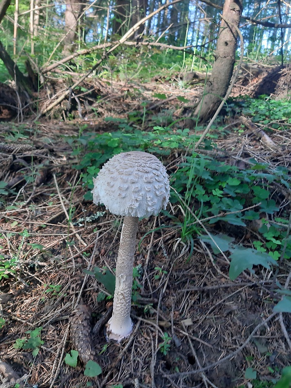 bedľa vysoká Macrolepiota procera (Scop.) Singer