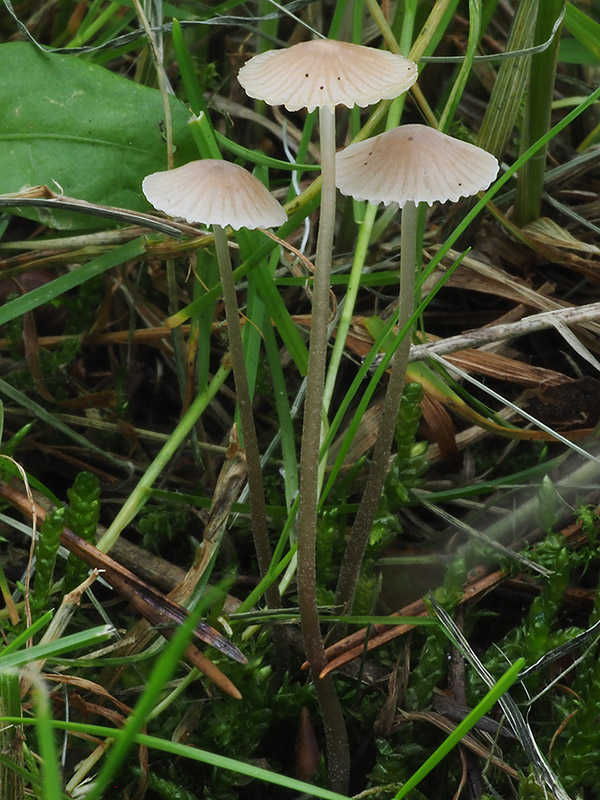 prilbička tenkohlúbiková Phloeomana speirea (Fr.) Redhead