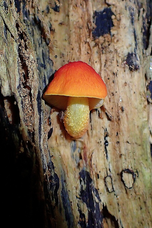 štítovka šarlátová Pluteus aurantiorugosus (Trog) Sacc.