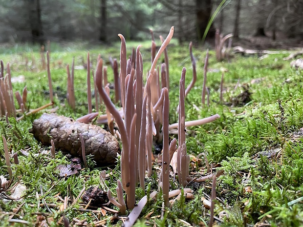 pakyjačik purpurový Alloclavaria purpurea (O.F. Müll.) Dentinger & D.J. McLaughlin