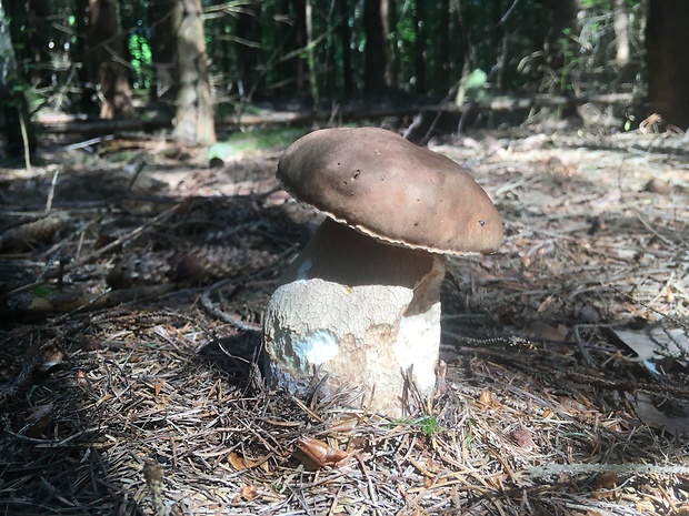 hríb smrekový Boletus edulis Bull.