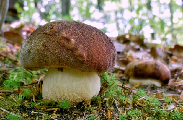 hríb sosnový Boletus pinophilus Pil. et Dermek in Pil.