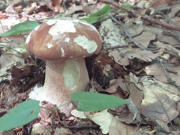 hríb dubový Boletus reticulatus Schaeff.