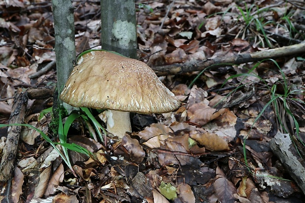 hríb dubový Boletus reticulatus Schaeff.