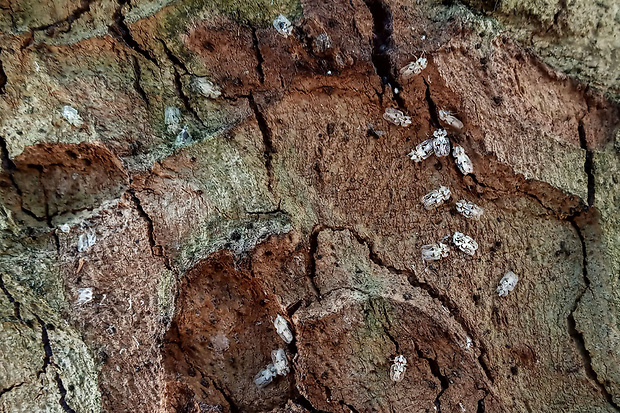 sietnička platanová  Corythucha ciliata