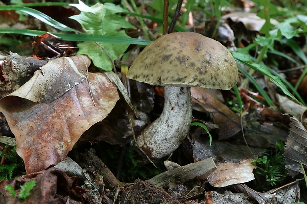 kozák hrabový Leccinum pseudoscabrum (Kallenb.) Šutara