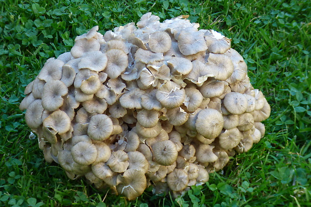 trúdnik klobúčkatý Polyporus umbellatus (Pers.) Fr.