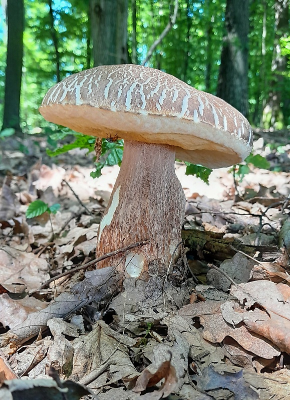 hríb dubový Boletus reticulatus Schaeff.