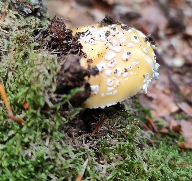 muchotrávka slamovožltá Amanita gemmata (Fr.) Bertill.