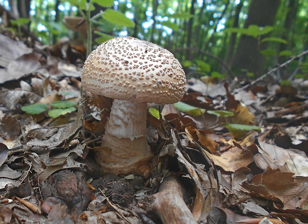 muchotrávka červenkastá Amanita rubescens Pers.