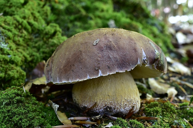 hríb sosnový Boletus pinophilus Pil. et Dermek in Pil.