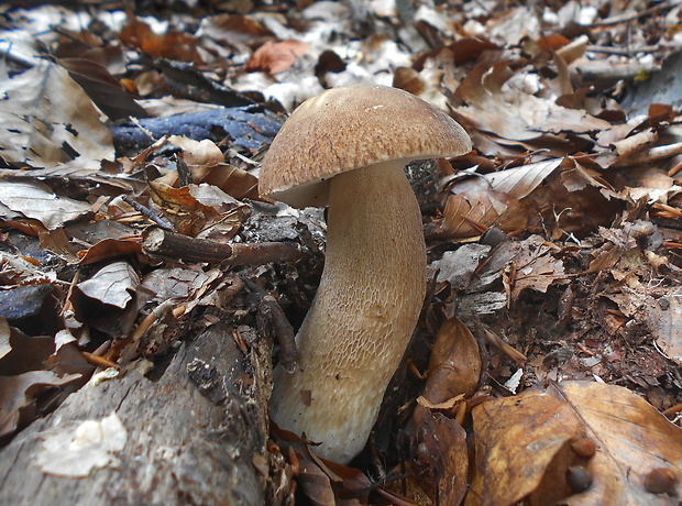 hríb dubový Boletus reticulatus Schaeff.