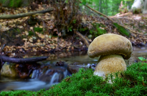 hríb dubový Boletus reticulatus Schaeff.