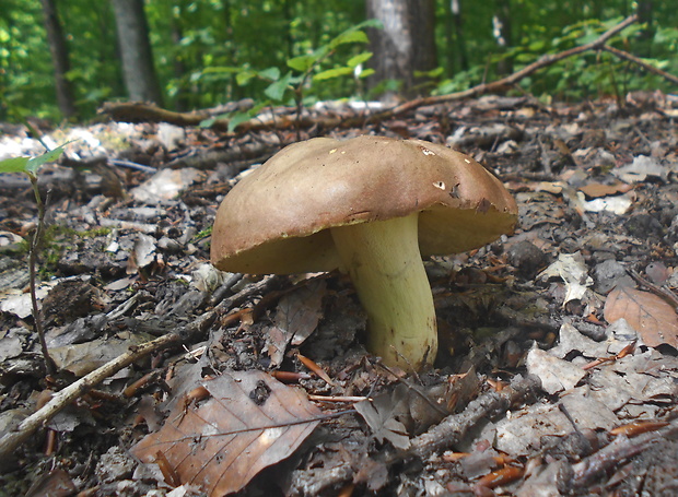 hríb príveskatý Butyriboletus appendiculatus (Schaeff. ex Fr.) Secr.