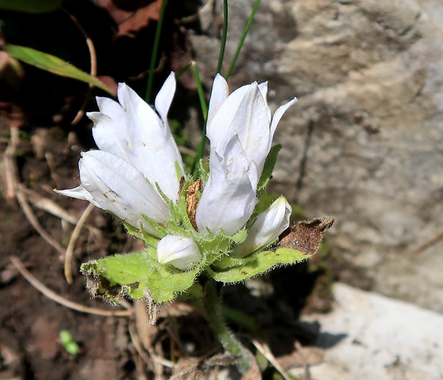 zvonček klbkatý plstnatý Campanula glomerata subsp. farinosa (Andrz.) Kirschl.