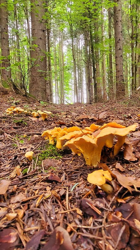 kuriatko jedlé Cantharellus cibarius Fr.